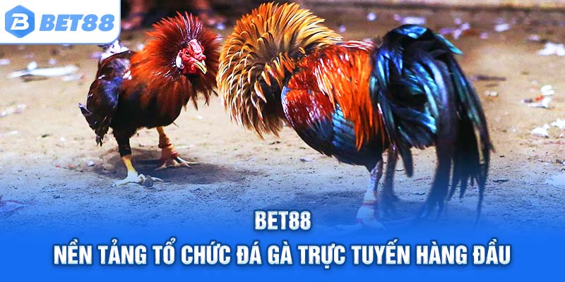 Bet88 – Nền tảng tổ chức đá gà trực tuyến hàng đầu